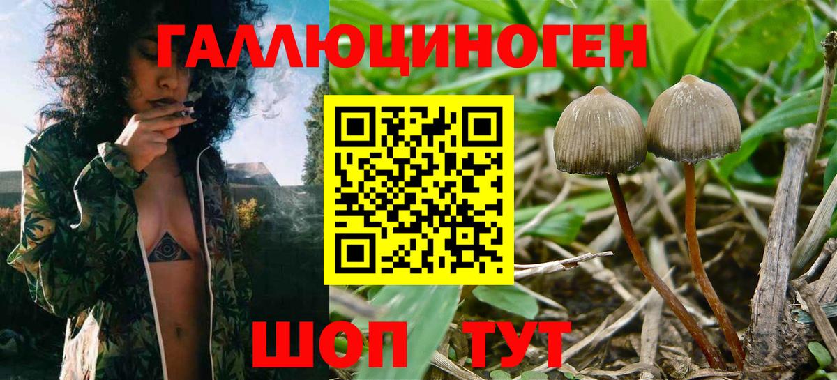 Галлюциногенные грибы Psilocybine cubensis Губкин